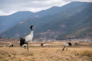 Phobjikha Valley Nature Tour