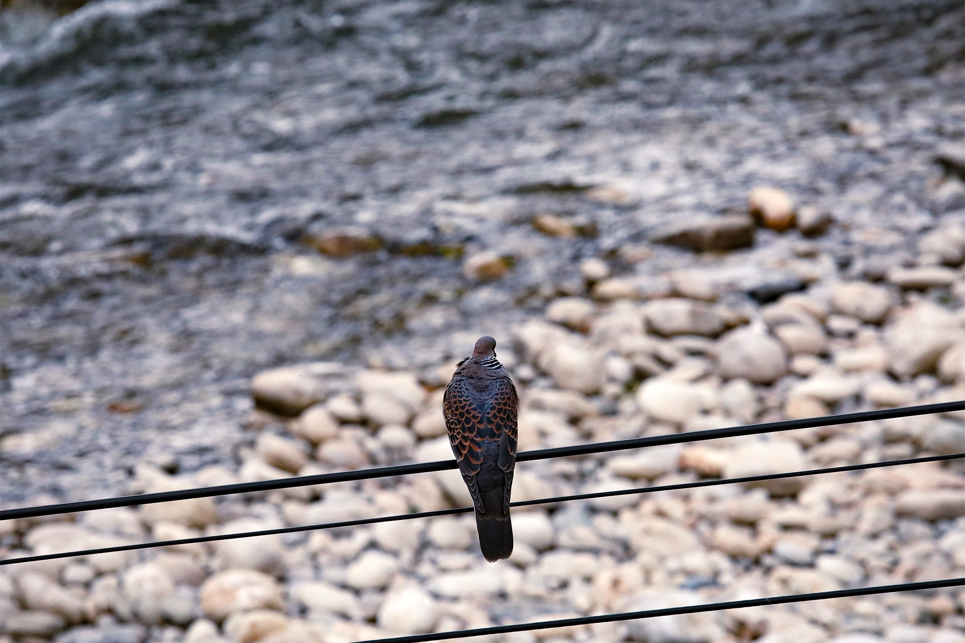 nature-wildlife-tours